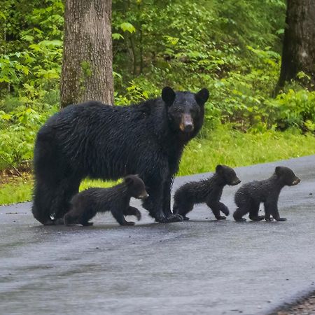 Magical Moments, Hot Tub, Wifi, 1089 Free Tickets Each Paid Day, Dollywood And More Gatlinburg Buitenkant foto