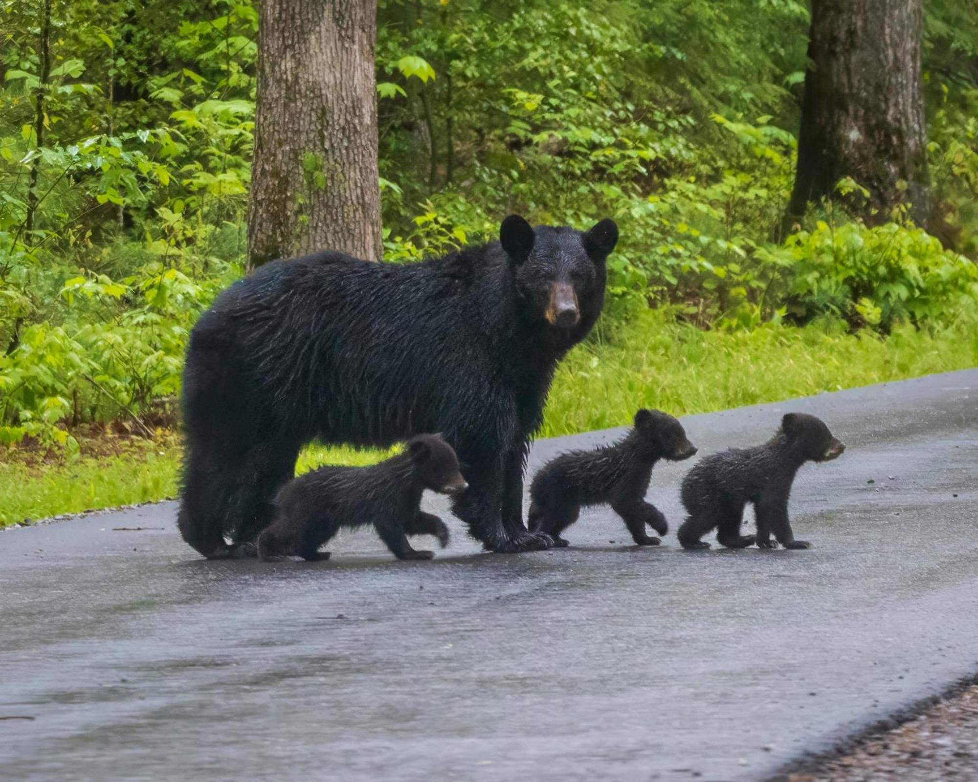 Magical Moments, Hot Tub, Wifi, 1089 Free Tickets Each Paid Day, Dollywood And More Gatlinburg Buitenkant foto